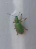 Polydrusus sp.